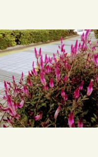 あなたが選ぶ人生の終焉―家族で考える悔いなき最期 [単行本] L